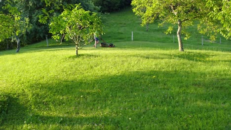 Man in shorts mowing green lawn between fruit trees