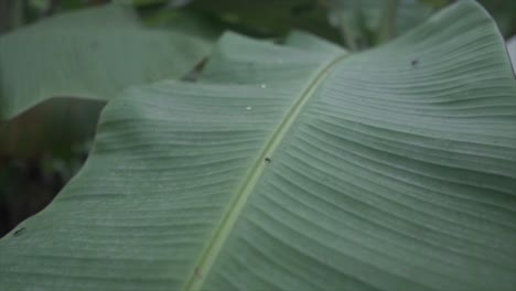 Couple-of-ants-on-big-green-leaf-in-woods