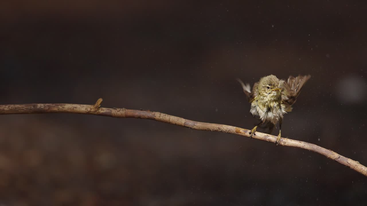 pájaro mojado en una rama