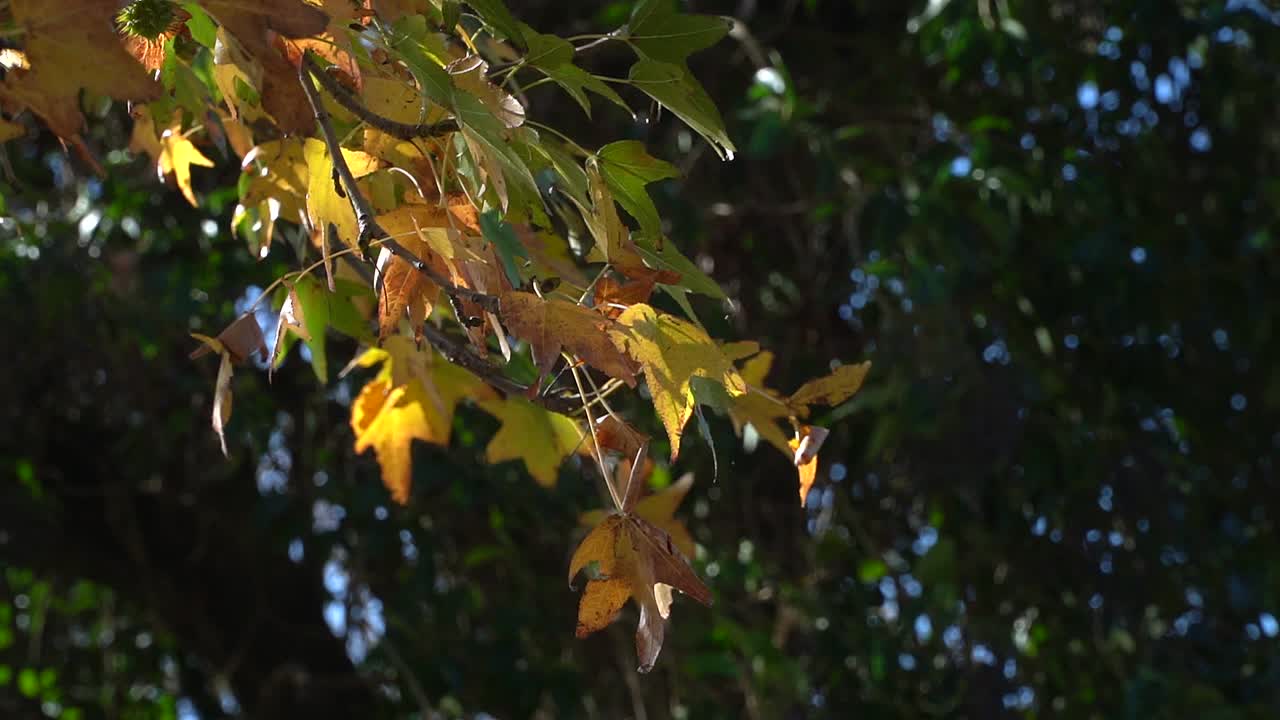 liquidambar styraciflua, o liquidámbar americano, hojas de otoño