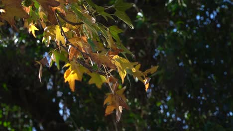 Liquidambar-styraciflua,-or-American-sweetgum,-autumn-leaves