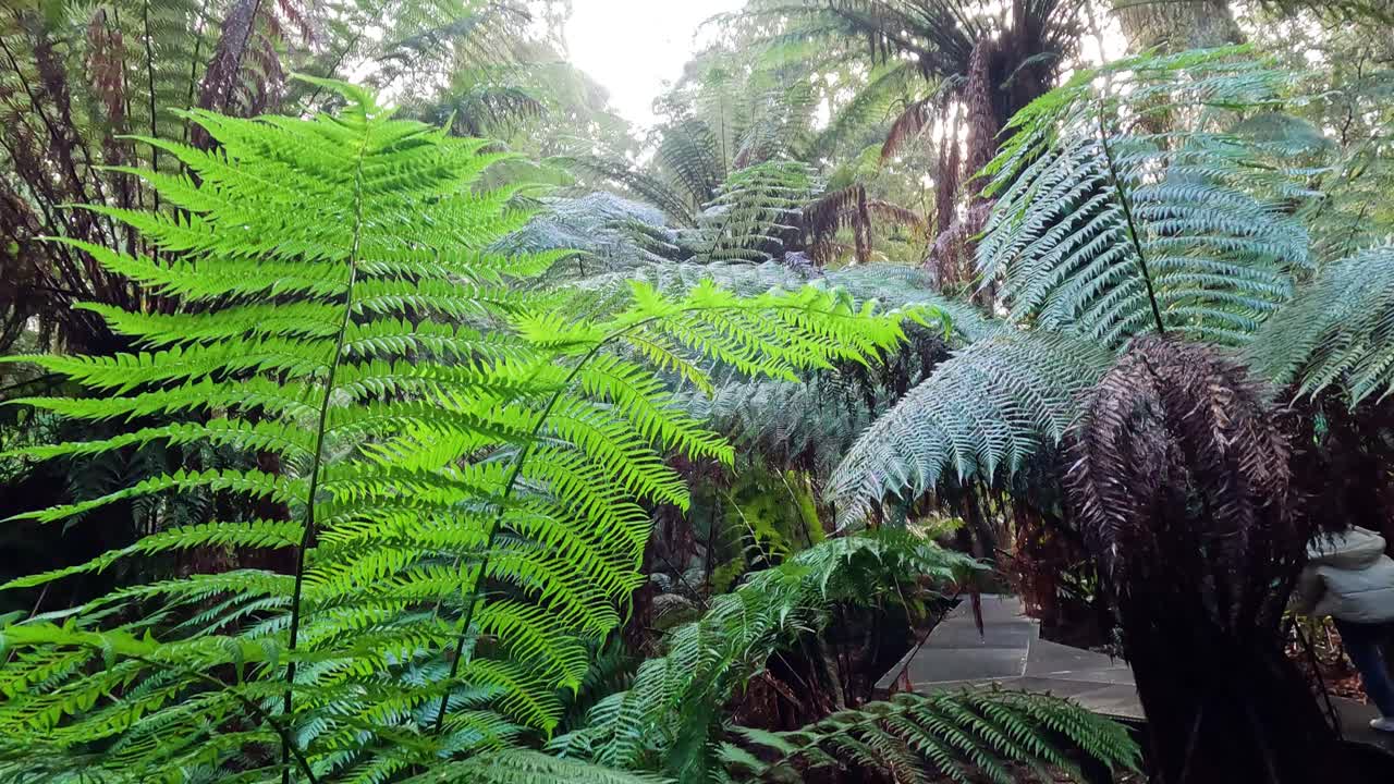 Lush green ferns in a dense rainforest