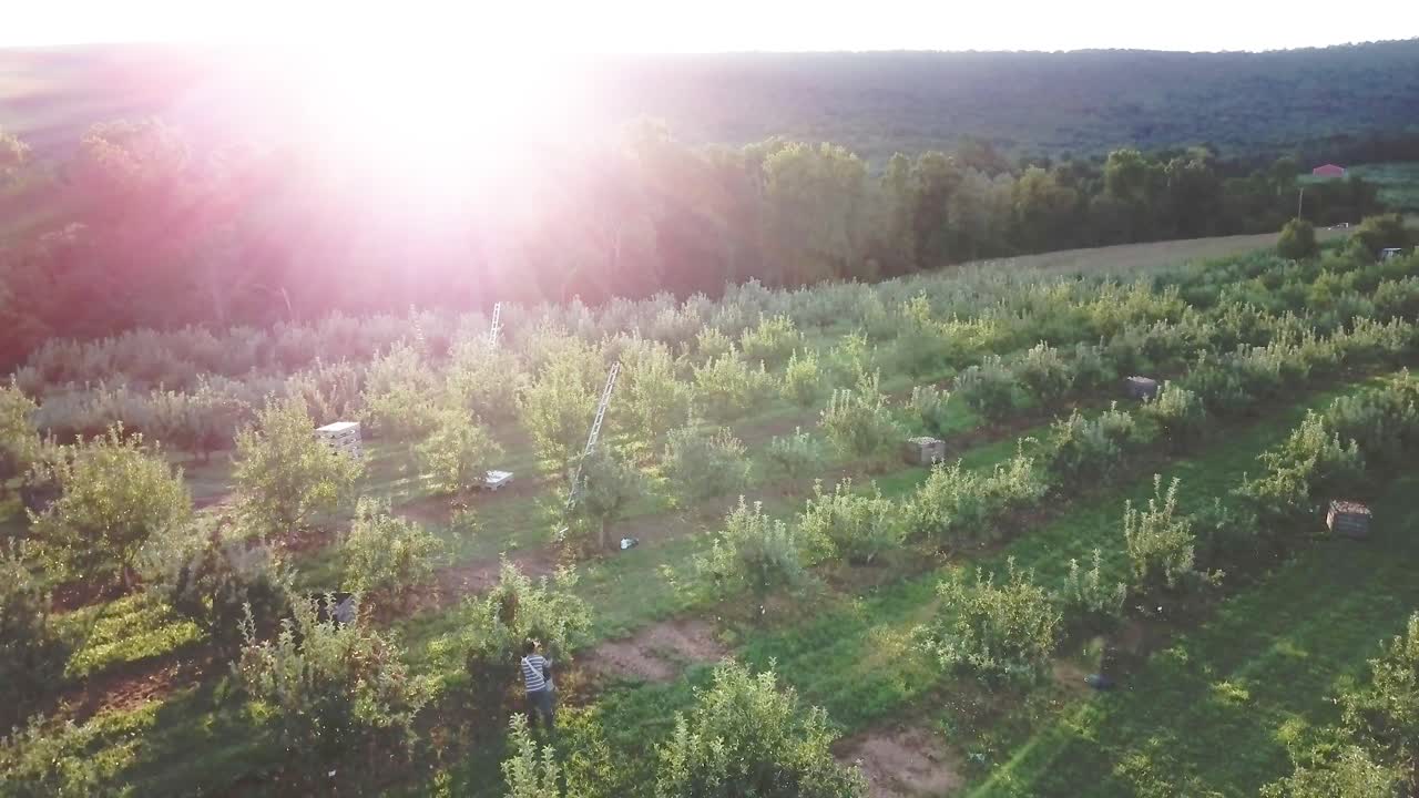 Aerial View of Orchard at Sunrise