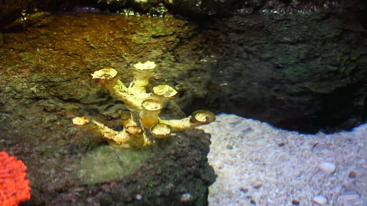 수족관 에 있는 산호 의 근접적 인 모습