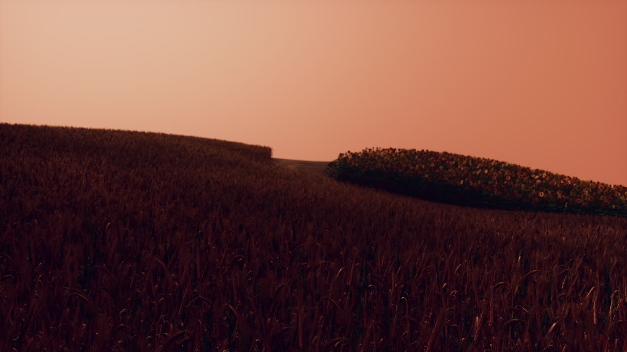 해가 지는 풍경 에 있는 황금 밀 ⁇
