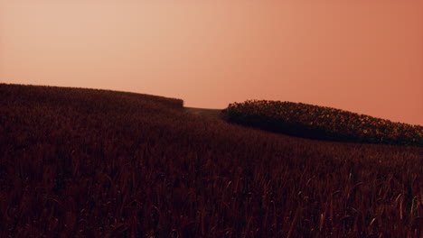 campo de trigo dorado en el paisaje del atardecer