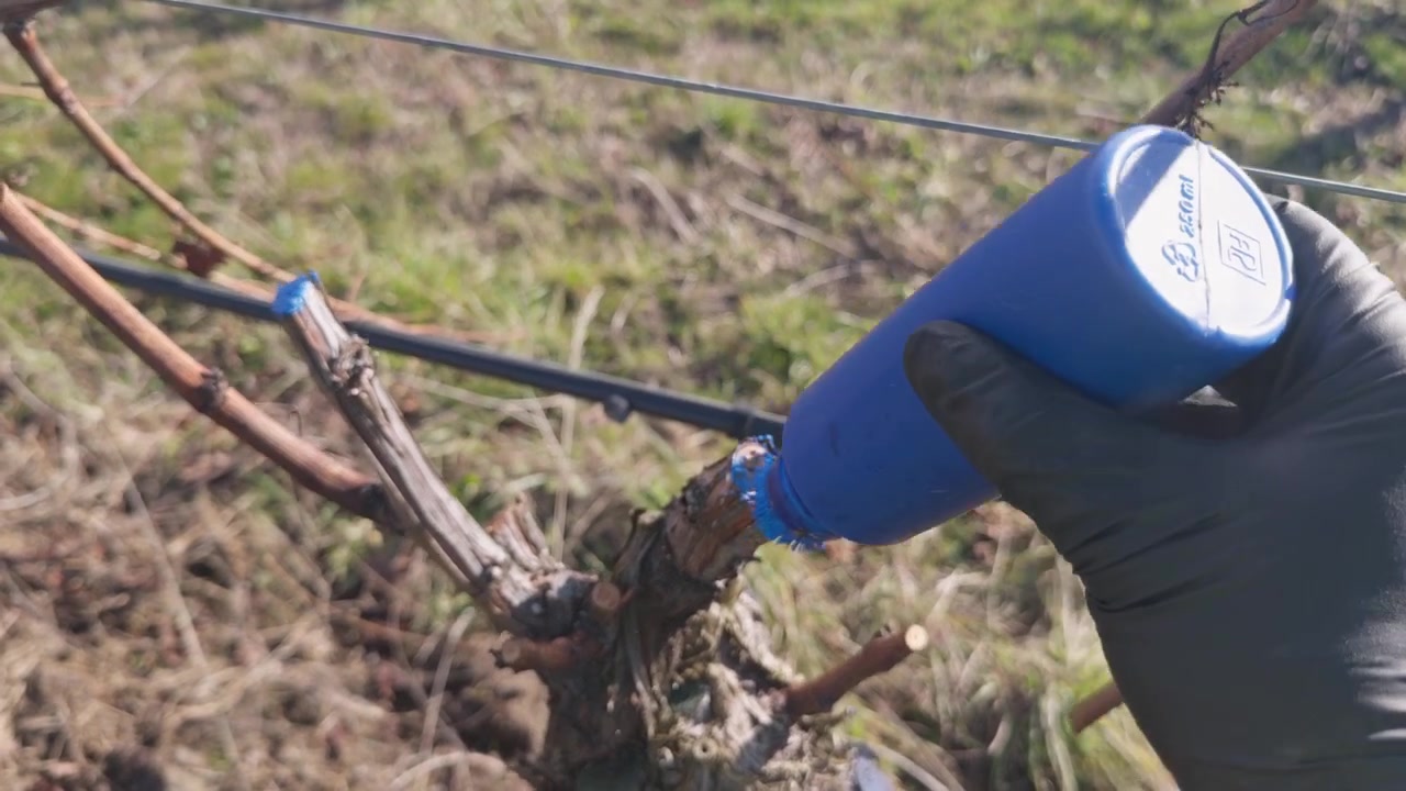 A worker applies paint to freshly cut grapevine branches, protecting vines from disease following seasonal winter pruning.