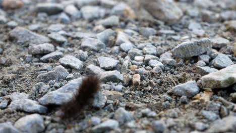 small hairy dark caterpillar crawling over tiny grey gravel stone pathway