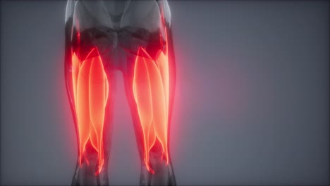 thigh muscles - visible muscle anatomy map