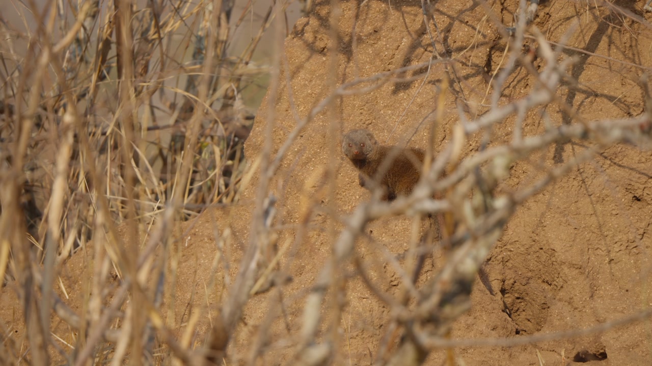 Dwarf mongoose by termite mound in Kruger National Park, hidden behind dry twigs, pauses in slow motion while alertly looking around in African savanna habitat.