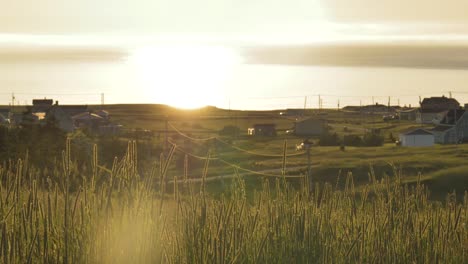 Hohes-Gras-Weht-In-Einer-Sanften-Brise