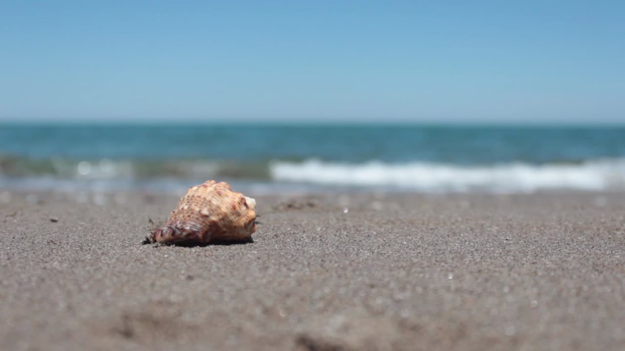 모래 와 바다 조개 와 파도 의 배경