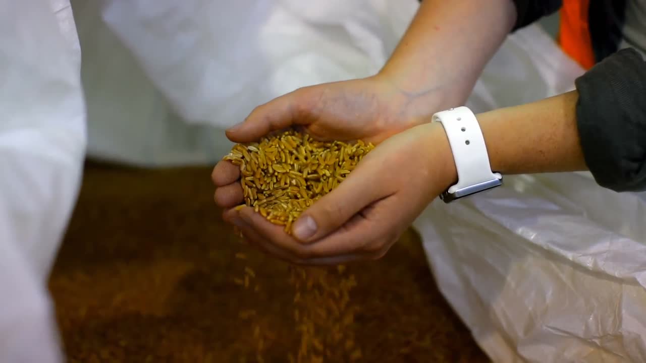 Woman examining grains in factory 4k
