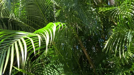 exuberantes palmeras verdes bajo un cielo azul claro
