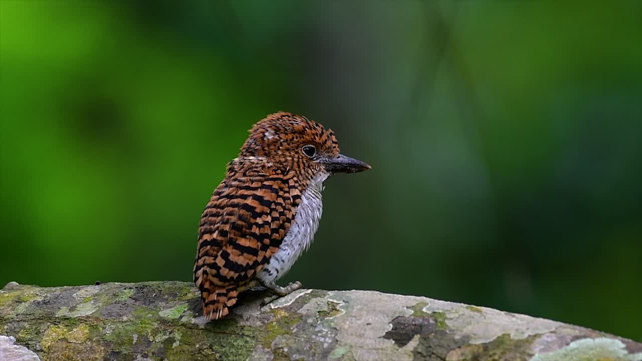 un martín pescador de árboles y una de las aves más hermosas que se encuentran en tailandia dentro de las selvas tropicales