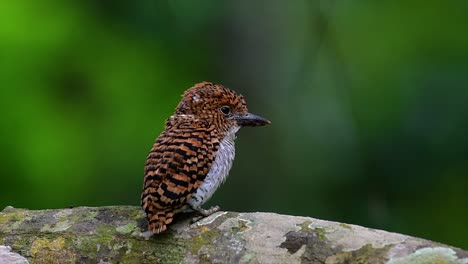 Ein-Baum-Eisvogel-Und-Einer-Der-Schönsten-Vögel-Thailands-In-Den-Tropischen-Regenwäldern