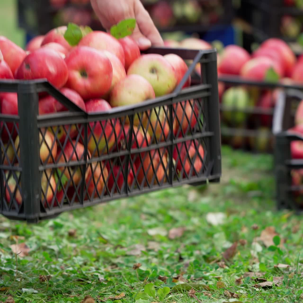 Man puts drawer with apples on ground. Many drawers with harvest of organic apples in the garden. Harvesting fruit in early autumn.