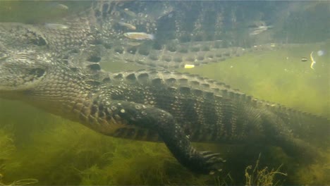 una toma increíble de un caimán nadando bajo el agua 2
