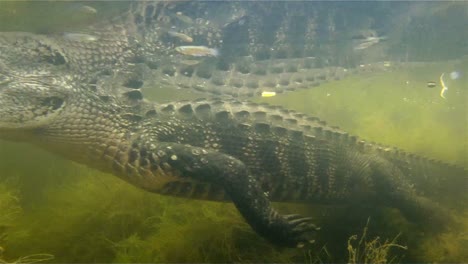 an amazing shot of an alligator swimming underwater 2