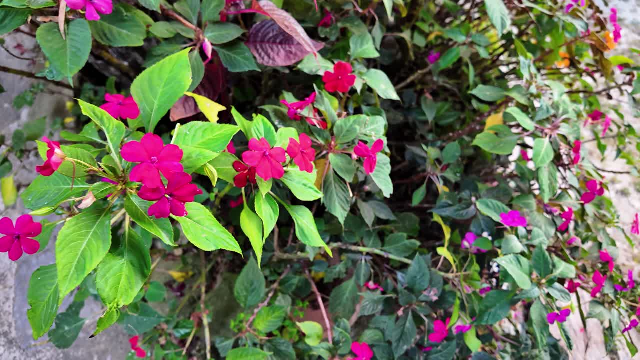 Primo piano di petali rosa brillante e ricca vegetazione verde, che cattura la delicata bellezza di un giardino primaverile.