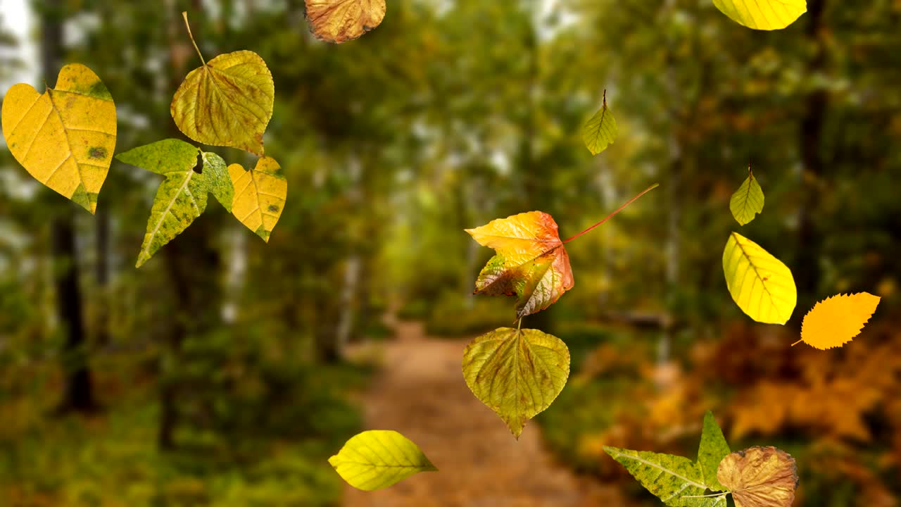 animación de varias hojas de otoño que caen en primer plano