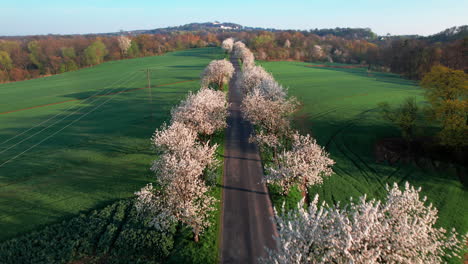 aerial view of the alley of blossoming cherry trees on sunny morning