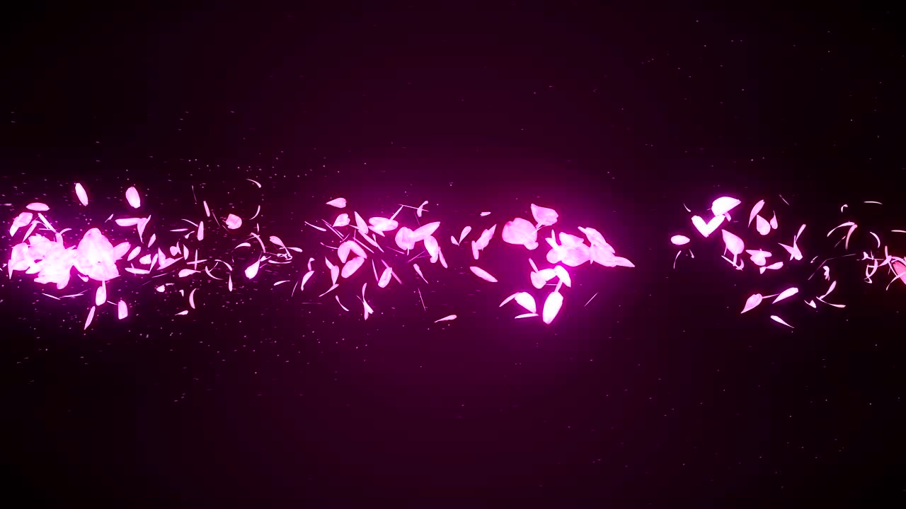 장미색 배경에 떨어지는 체리 꽃 잎, 루프 글리터 애니메이션