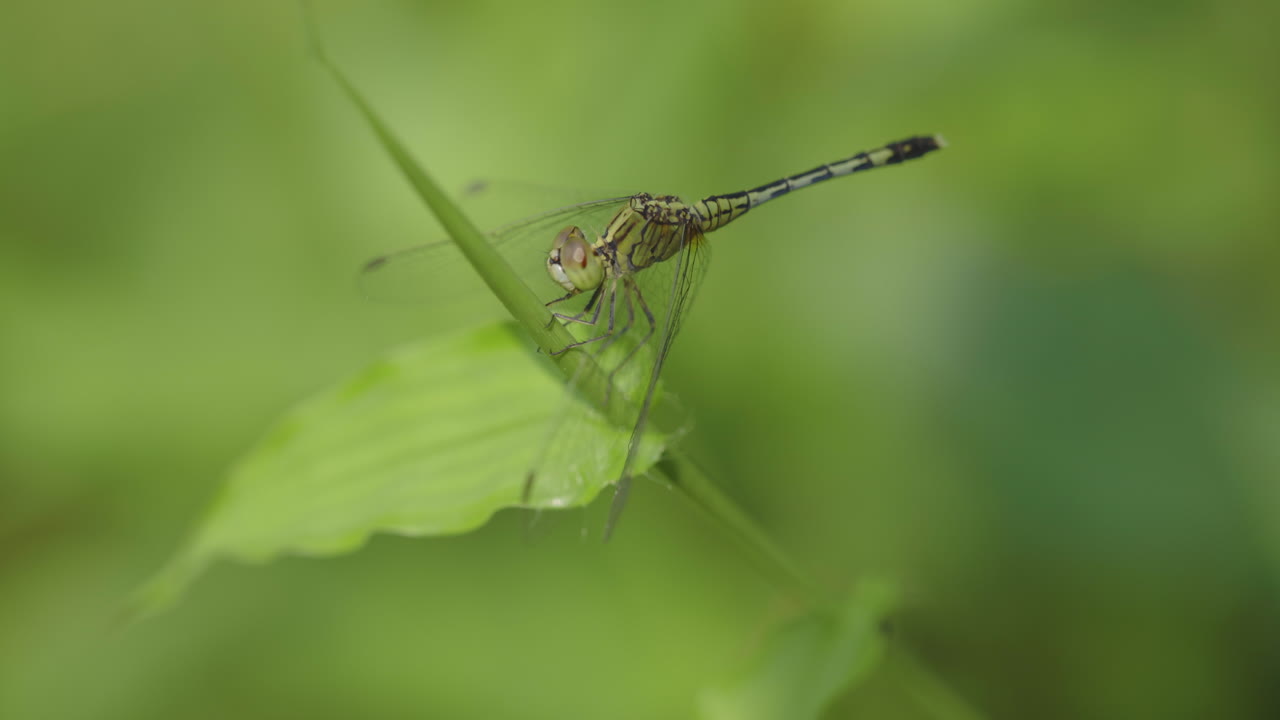 libélula verde sentada en un tallo de hierba moviendo su cabeza mientras la hierba se balancea en macro de viento suave