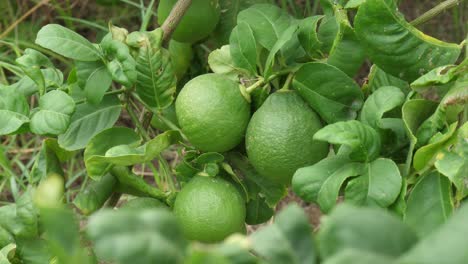 view of fresh green pomelos hanging off branch on tree