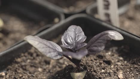 la albahaca púrpura es de la popular familia de las lamiaceae