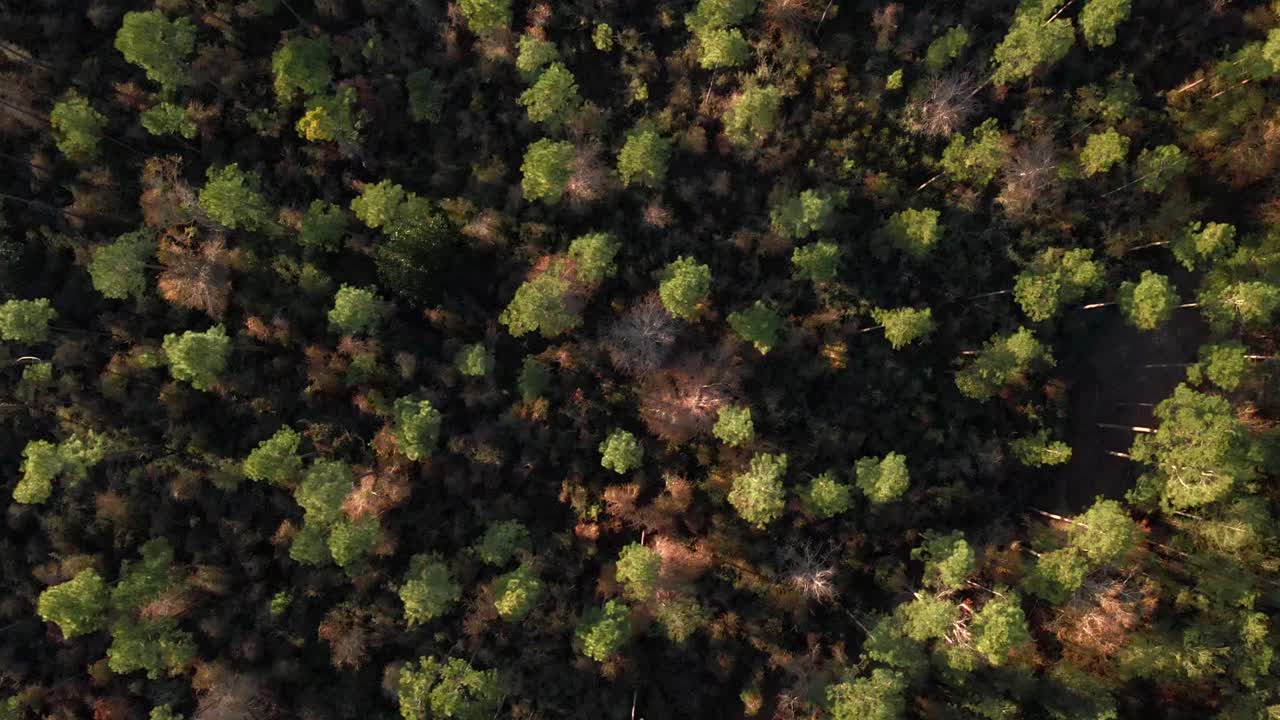 그것을 내려다보고 숲 위를 비행