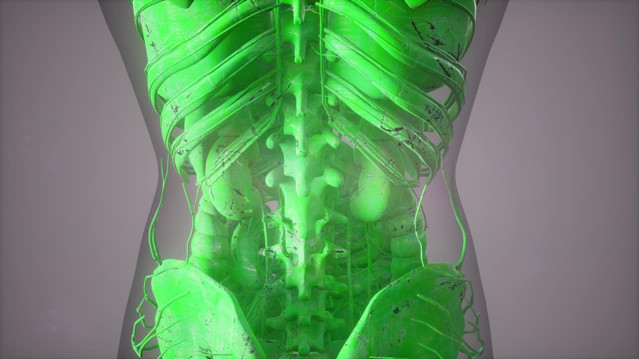 투명한 몸체와 함께 골격 시스템의 전체 클로즈업 뷰