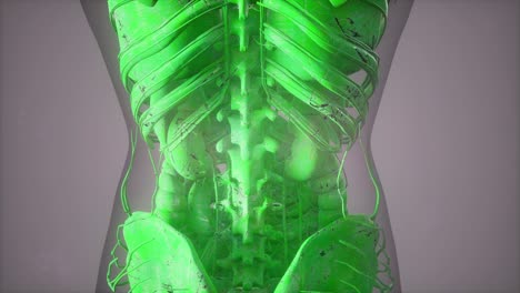 vista de cerca completa del sistema esquelético con cuerpo transparente