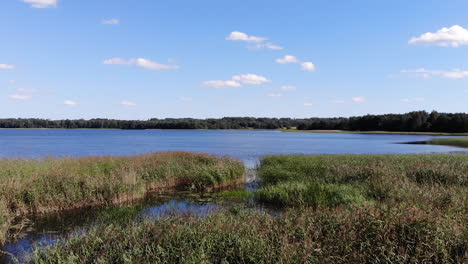 aerial: still shot of the beautiful blue color lake with reeds growing on the shore