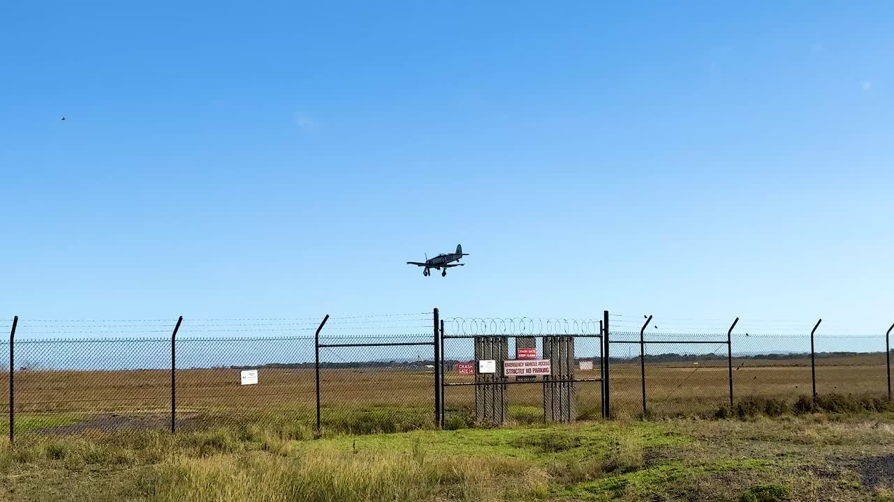 A Hawker Sea Fury aircraft descends gracefully over a fenced airfield under clear blue skies at the Avalon Airshow