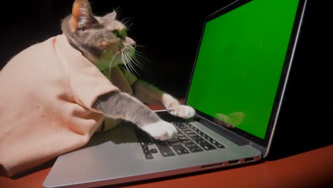 cat types on computer green screen side view