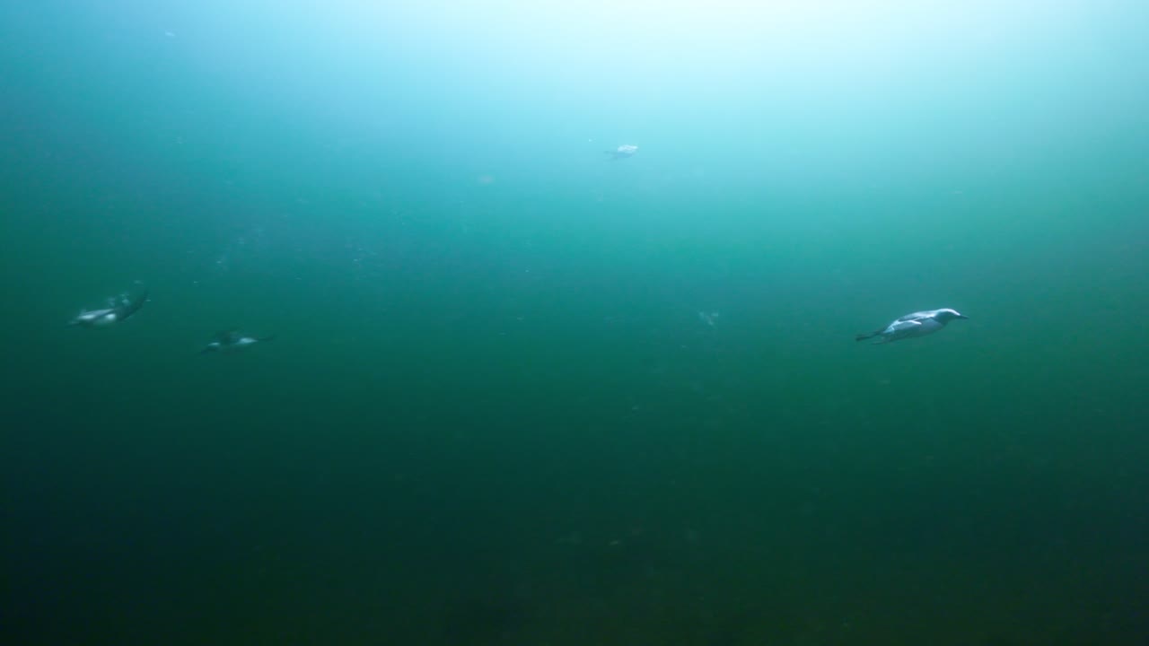 カナダ、ケベック州のペルセで水中で泳ぐウミガラス。冷たい大西洋の生態系と自然な狩猟行動を紹介するシネマティックな4K 60FPSの海洋野生生物映像。