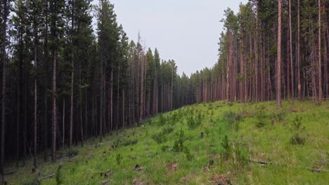 pine forest cleared out for fire management