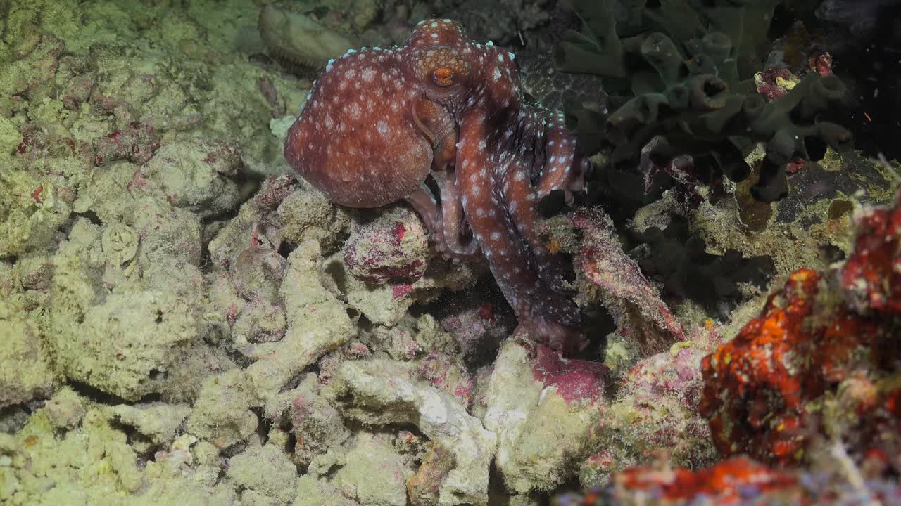 Starry night octopus crawling over reef