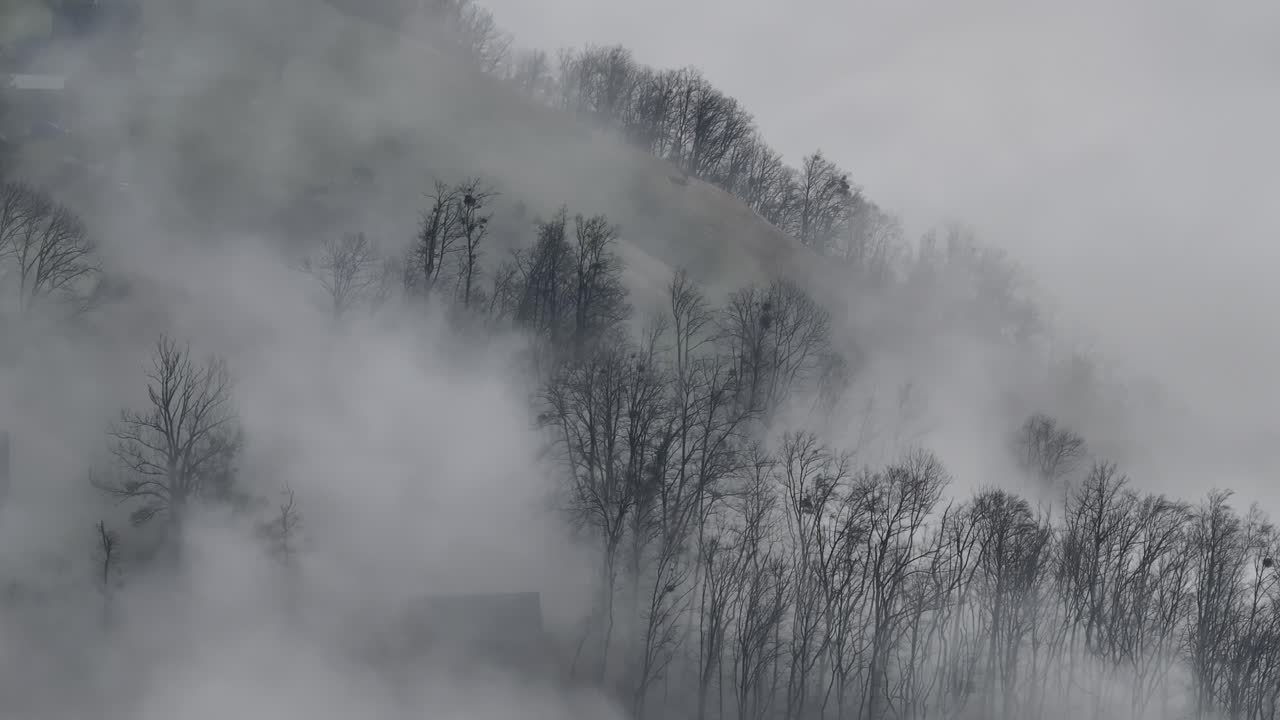 bosque místico envuelto en la niebla de invierno