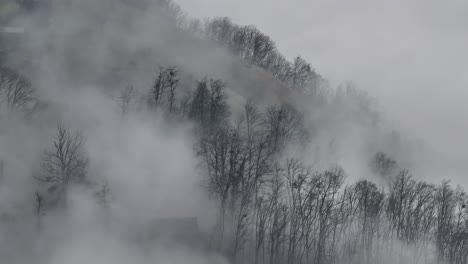 mystic forest shrouded in winter mist