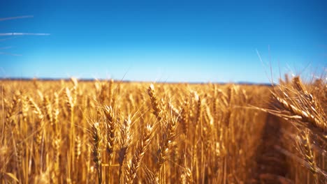 Südaustralischer-Weizen-Wiegt-Sich-Im-Wind