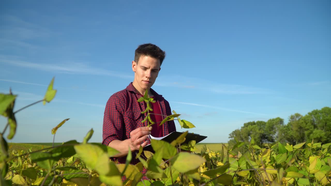 젊은 농학자는 콩의 성장 속도를 조사합니다.