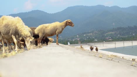 group of sheeps eating grass with the mountain and water basin background. astonishing pastoral scenery with herd of domestic animals at highland.