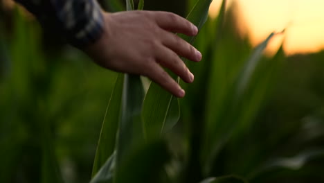 Landwirt-Untersucht-Maispflanzen-Im-Sonnenuntergang.-Nahaufnahme-Einer-Hand,-Die-Ein-Maisblatt-Auf-Dem-Feld-Berührt.