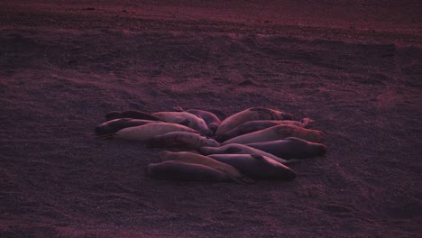 Nahaufnahme-Einer-Kolonie-Von-Seeelefanten,-Die-Während-Des-Sonnenaufgangs-Im-Sand-In-Patagonien,-Argentinien,-Liegen---Statisch