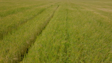 paisaje de campo de hierba de trigo balanceándose mientras sopla el viento