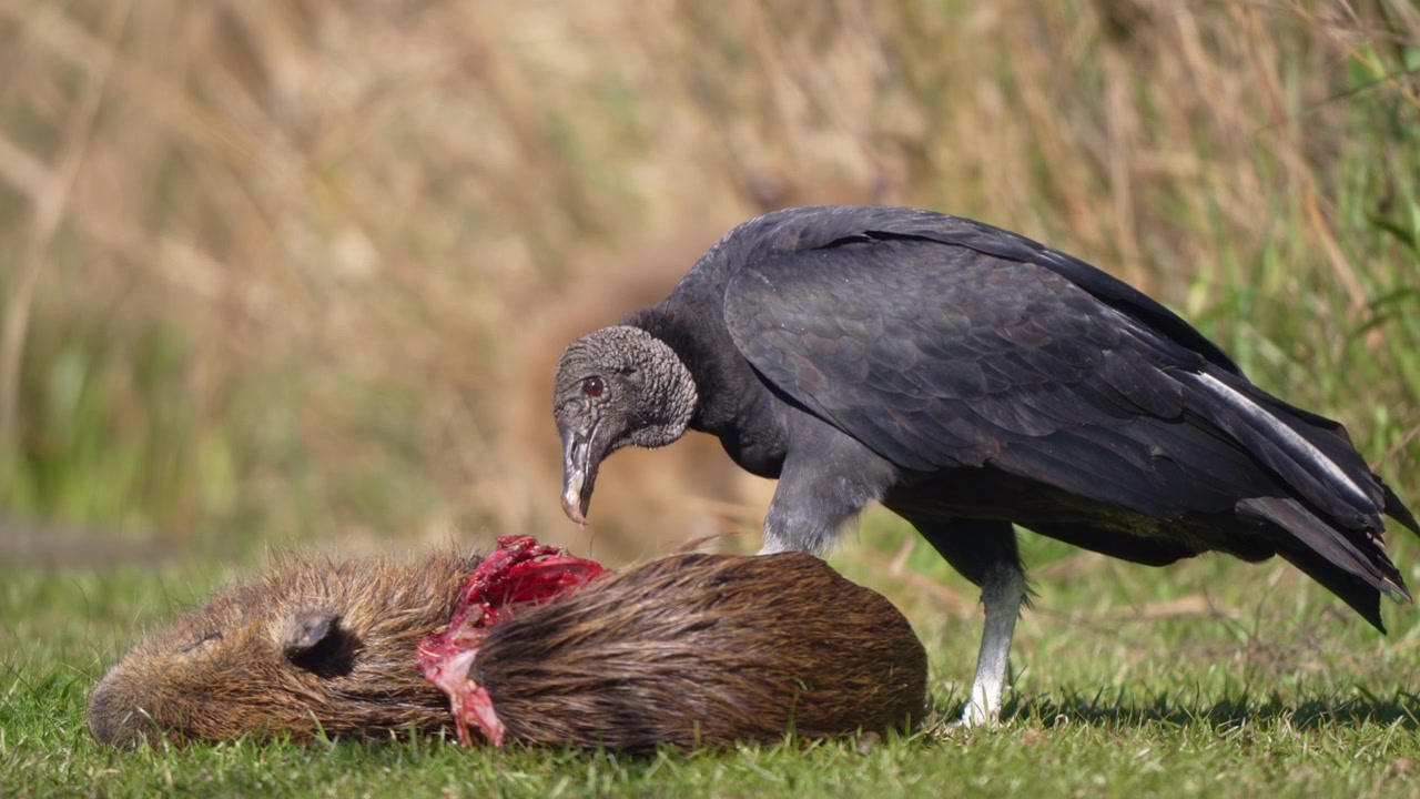 Avvoltoio nero Coragyps atratus che strappa la carne da un capibara morto su una prateria aperta, un dettaglio ravvicinato del comportamento animale.