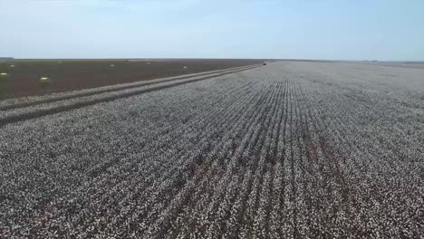 Aerial-of-an-industrial-commercial-cotton-plantation-during-the-day