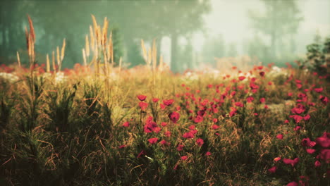 beautiful poppy field in the morning fog